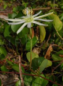 Passiflora mucronata - Flower, side view - Click to enlarge!
