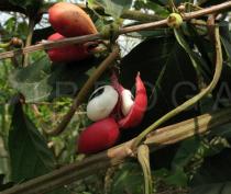 Paullinia pinnata - Ripe fruits - Click to enlarge!