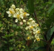 Paullinia pinnata - Inflorescence - Click to enlarge!