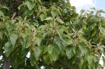 Paulownia tomentosa - Foliage - Click to enlarge!