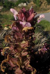 Pedicularis sylvatica - Inflorescence - Click to enlarge!