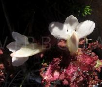 Pedicularis sylvatica - Flower, from below - Click to enlarge!