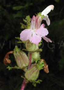 Pedicularis sylvatica - Flower - Click to enlarge!