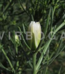 Peganum harmala - Flower bud - Click to enlarge!