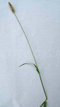 Pennisetum glaucum - Inflorescence - Click to enlarge!