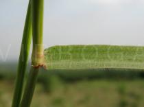 Pennisetum polystachion - Leaf base - Click to enlarge!