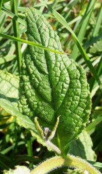 Pentaglottis sempervirens - Leaf - Click to enlarge!