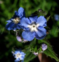 Pentaglottis sempervirens - Flower - Click to enlarge!
