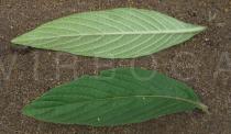 Pentanisia prunelloides - Upper and lower surface of leaf - Click to enlarge!