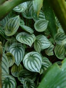 Peperomia argyreia - Foliage - Click to enlarge!