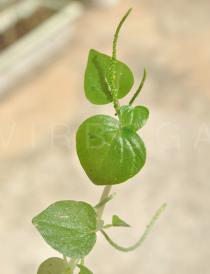 Peperomia pellucida - Upper surface of leaves - Click to enlarge!