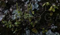 Peperomia tetraphylla - Habit - Click to enlarge!