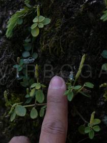 Peperomia tetraphylla - Habit - Click to enlarge!