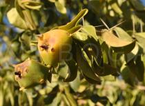Pereskia bahiensis - Fruits - Click to enlarge!