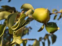 Pereskia bahiensis - Ripening fruit - Click to enlarge!