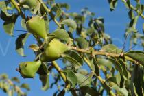Pereskia bahiensis - Unripe fruits - Click to enlarge!