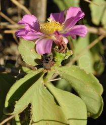 Pereskia bahiensis - Flower, side view - Click to enlarge!