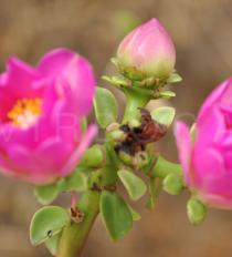 Pereskia bahiensis - Flower bud - Click to enlarge!