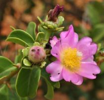 Pereskia bahiensis - Flower - Click to enlarge!