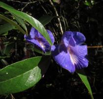 Periandra mediterranea - Flower - Click to enlarge!
