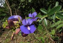 Periandra mediterranea - Inflorescence - Click to enlarge!