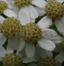 Pericallis malviflora - Inflorescence close-up - Click to enlarge!