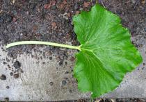 Pericallis malviflora - Upper leaf surface - Click to enlarge!