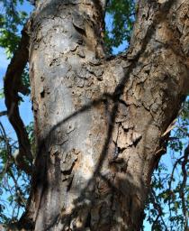 Pericopsis angolensis - Bark - Click to enlarge!