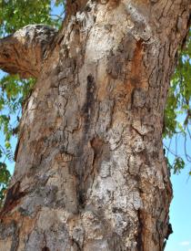 Pericopsis angolensis - Bark - Click to enlarge!