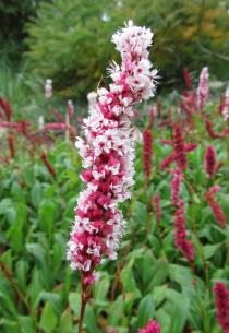 Persicaria affinis - Inflorescence - Click to enlarge!