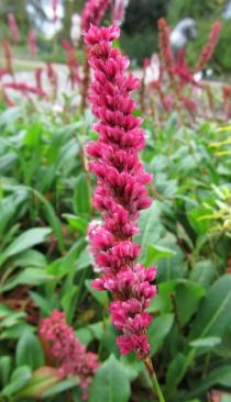 Persicaria affinis - Infructescence - Click to enlarge!