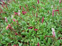 Persicaria affinis - Habit - Click to enlarge!