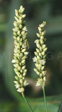 Persicaria barbata - Inflorescences - Click to enlarge!