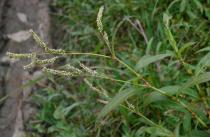 Persicaria barbata - Branch - Click to enlarge!