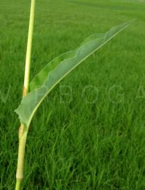 Persicaria bistorta - Leaf insertion - Click to enlarge!