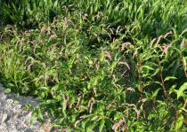Persicaria maculosa - Habit - Click to enlarge!