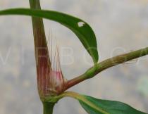 Persicaria pubescens - Leaf insertion - Click to enlarge!