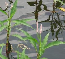 Persicaria senegalensis - Inflorescences - Click to enlarge!