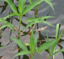 Persicaria senegalensis - Foliage - Click to enlarge!