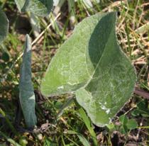 Petasites spurius - Leaf - Click to enlarge!