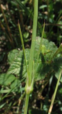 Petrorhagia dubia - Leaf insertion - Click to enlarge!