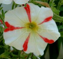 Petunia atkinsiana - Flower - Click to enlarge!