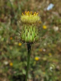Phagnalon saxatile - Flower head - Click to enlarge!