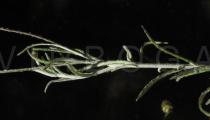 Phagnalon saxatile - Leaf insertion - Click to enlarge!