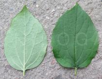 Philadelphus coronarius - Upper and lower surface of leaf - Click to enlarge!