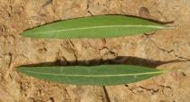 Phillyrea angustifolia - Upper and lower surface of leaf - Click to enlarge!