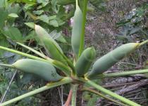 Philodendron saxicola - Flower buds - Click to enlarge!