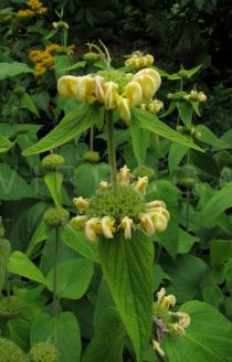 Phlomis russeliana - Inflorescence - Click to enlarge!
