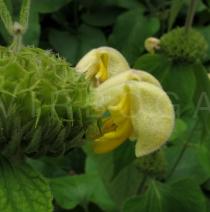 Phlomis russeliana - Flower - Click to enlarge!