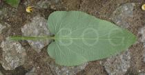 Phlomis russeliana - Lower surface of leaf - Click to enlarge!